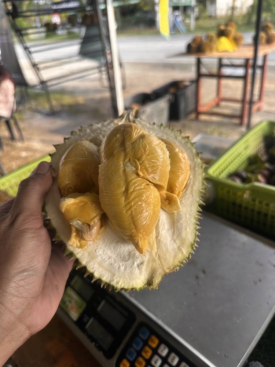 Isi durian premium berwarna keemasan